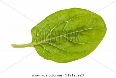 Natural Leaf Of Baby Spinach Isolated On White Background