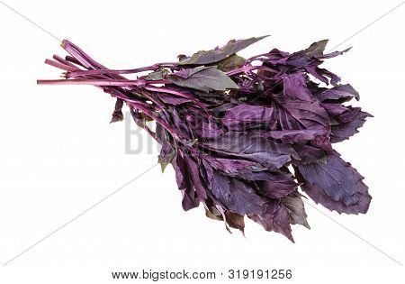 Bunch Of Fresh Dark Purple Basil Herb Isolated On White Background