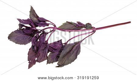 Twig Of Fresh Dark Purple Basil Herb Isolated On White Background