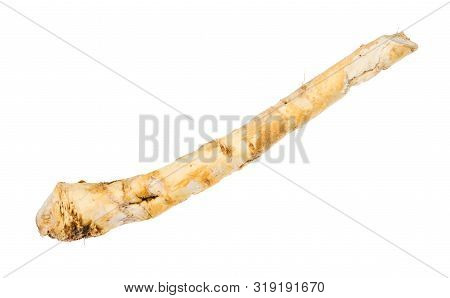 Fresh Root Of Horseradish Plant Isolated On White Background
