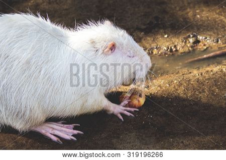 White Nutria Eats Vegetables. Breeding Nutrias On The Farm