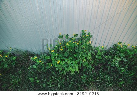Beautiful Small Yellow Flowers Of Celandine Close-up. Weeds Grow Near Fence. Scenic Natural Backgrou