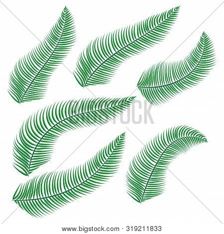 Palm Dypsis On White Background. Isolated Vector Design. Abstract Color Background. Summer Beach Flo