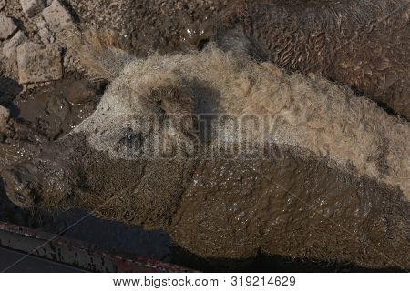 Happy Pig Rolling In Mud.mangalitsa The Woolly Sheep-pig, Healthy Environment And Organic Food Produ