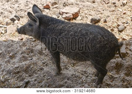 Happy Pig Rolling In Mud.mangalitsa The Woolly Sheep-pig, Healthy Environment And Organic Food Produ