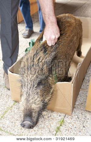 gevangen wilde zwijnen