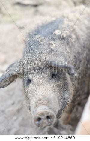 Happy Pig Rolling In Mud.mangalitsa The Woolly Sheep-pig, Healthy Environment And Organic Food Produ