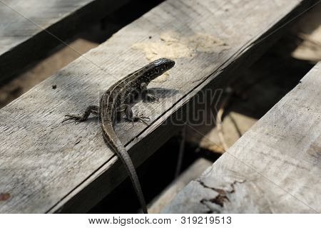 Grey Lizard Sits On A Grey Wooden Pallet. Sample Of Mimicry