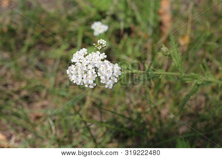 Medicinal Wild Herb Yarrow Achillea Millefolilium . The Plant During Flowering , Closeup