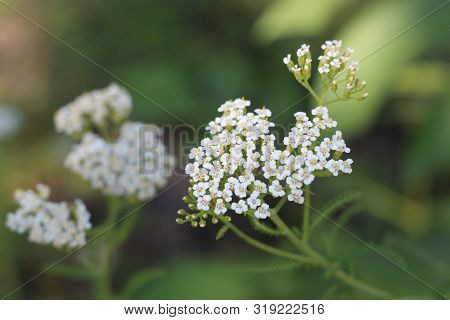 Medicinal Wild Herb Yarrow Achillea Millefolilium . The Plant During Flowering , Closeup.