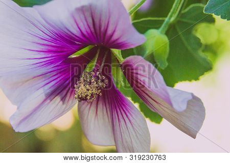 Hibiscus Syriacus Althea Rose Of Sharon Flower (also Called Aphhrodite Hibiscus) Tree Shot On A Sunn