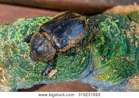 Closeup Of Large Black Beetle On Green Aquarium Stone With Blurred Background.