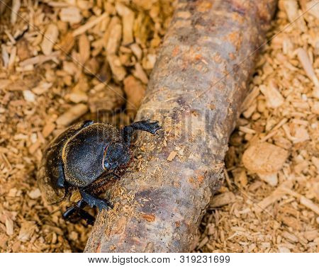 Closeup Of Large Black Beetle