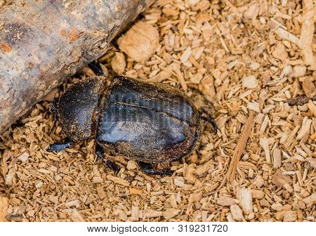 Closeup Of Black Beetle Next To A Piece Of Wood On Wood Chip Background.