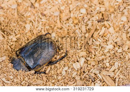 Closeup Of Large Black Beetle With Head Buried In Wood Chips.