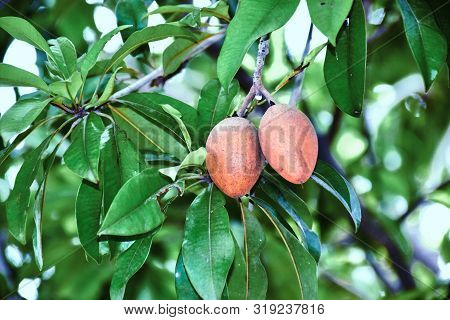 Brown Spodilla Fruit With Leaves On Tree.