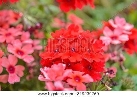 Red Pelargonium Or Geranium Flower In Summer Garden. Red Geranium Flowers On Blurred Background. Bri