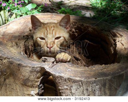 在树桩的猫