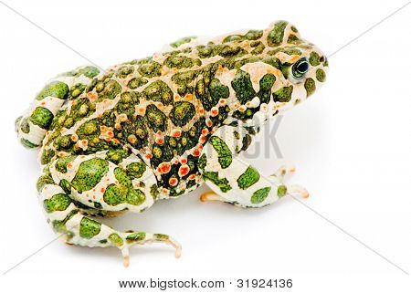 Bufo viridis. Grønne tudse på hvid baggrund.