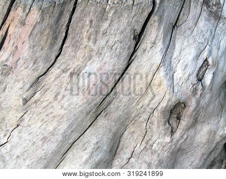 Wood Texture With Torn Bark. Stock Photo