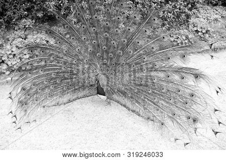 Trying To Attract Peahen. Peacock Bird Showing Its Feathers. Beautiful Peafowl Bird On Summer Day. M