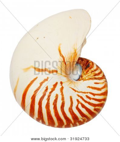 Caracol aislado en blanco