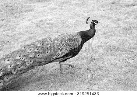 The Royal Beauty Of The Jungle. Peacock Bird. Peacock Or Male Peafowl With Extravagant Plumage. Beau