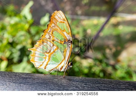 Orange And Green Butterfly (siproeta Stelenes) Standing On A Wood Log In A Butterfly Farm