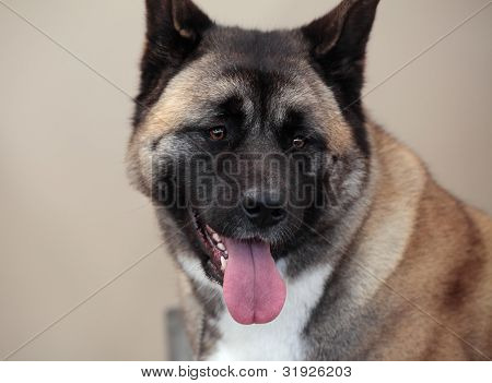 Japoński Akita