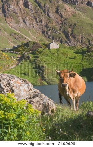 Mucca nel parco naturale di Somiedo