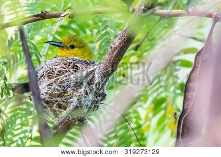 Common Iora (juvenile)-little Yellow Bird Hatching On Tree