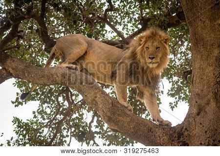 Male Lion Stands On Branch Looking Down
