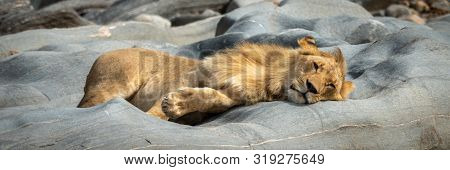 Panorama Of Young Male Lion Lying Sleeping