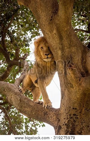 Male Lion Stands On Branch Playing Peekaboo