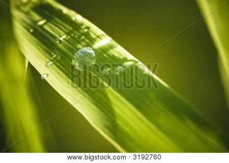 Sfondo verde natura