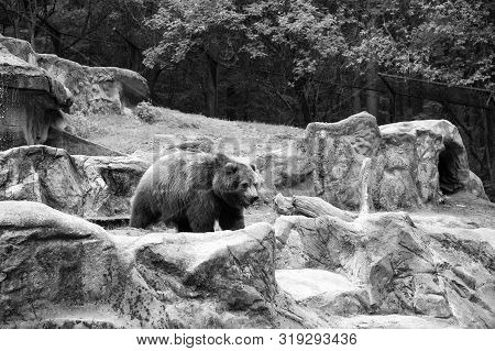 Spaces Not Cages. Large Brown Bear Animal On Natural Landscape. Wild Bear Animal. Bear Or Ursus Arct