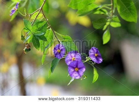 Beautiful Blue-purple Lycianthes Rantonnetii (solanum Rantonnetii) Flowers In Backlight