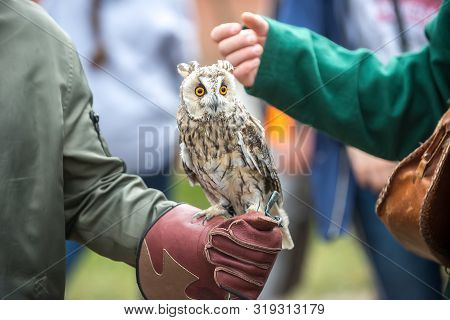 Beautiful Eared Owl With Orange Eyes Sitting On His Hand In A Leather Glove.