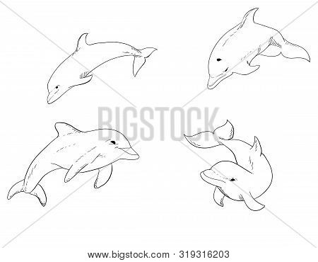 Hand Drawn Illustration Set Of Vector Swimming Dophins Isolated On White Background