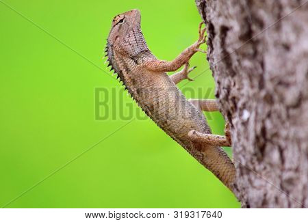 Oriental Garden Lizard, Eastern Garden Lizard Or Changeable Lizard On A Tree Trunk In The Wild With 