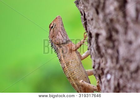 Oriental Garden Lizard, Eastern Garden Lizard Or Changeable Lizard On A Tree Trunk In The Wild With 