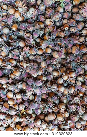 Hazelnut Filbert Nut Corylus Maxima. Organic Cobnuts Autumnal Harvest Still Life Photo. Macro View, 