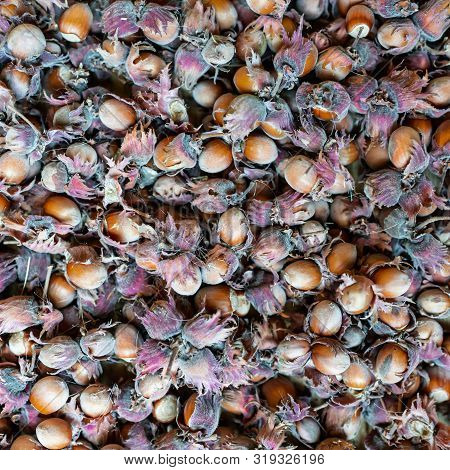 Hazelnut Filbert Nut Corylus Maxima. Organic Cobnuts Autumnal Harvest Still Life Photo. Macro View, 