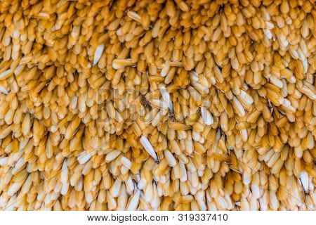 Winged Termites