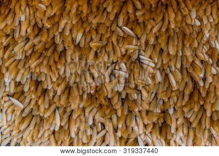 Winged Termites