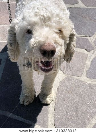 White Dog Muzzle Close-up. Lagotto Romagnolo Dog Breed