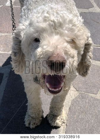 White Dog Muzzle Close-up. Lagotto Romagnolo Dog Breed