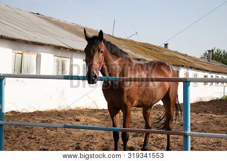 A Light Brown Stallion At The Stable Looks Slightly To The Side