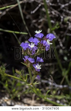 Flora Of Greece. Flowering, Wild Plant (limonium Sinuatum) Grows Close-up In Natural Habitat On A Sp