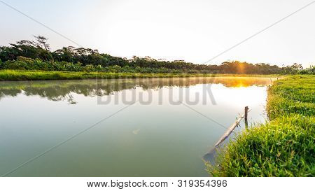 Tambaqui And Pacu (serrasalmus) Fish Farming In Yapacani, Bolivia